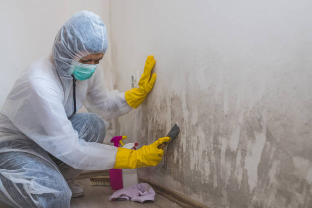 Best Residential Mold Removal  in Bowling Green, MO