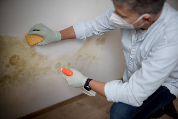 Office Mold Removal Services in Bowling Green, MO