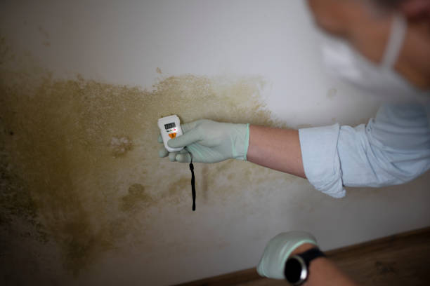 Mold Removal and Inspection in Bowling Green, MO