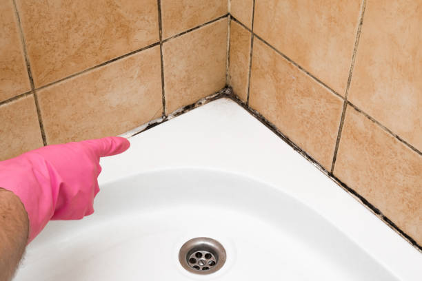 Best Local Mold Removal Service  in Bowling Green, MO